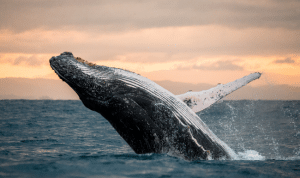 Humpback Whale In Ocean